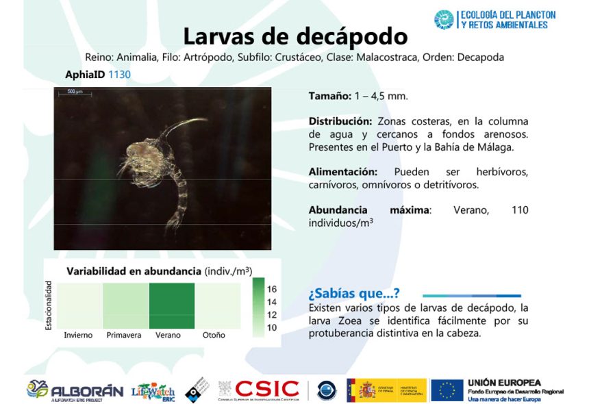 LifeWatch Alborán