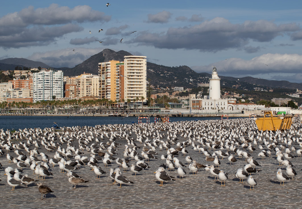 LifeWatch Alborán