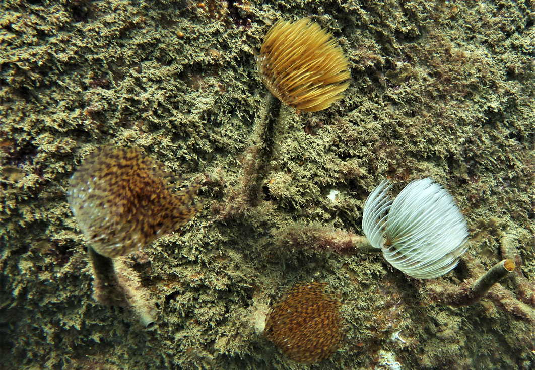 Lifewatch Alborán