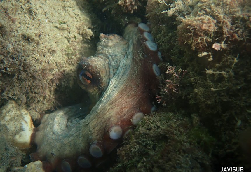 LifeWatch Alborán