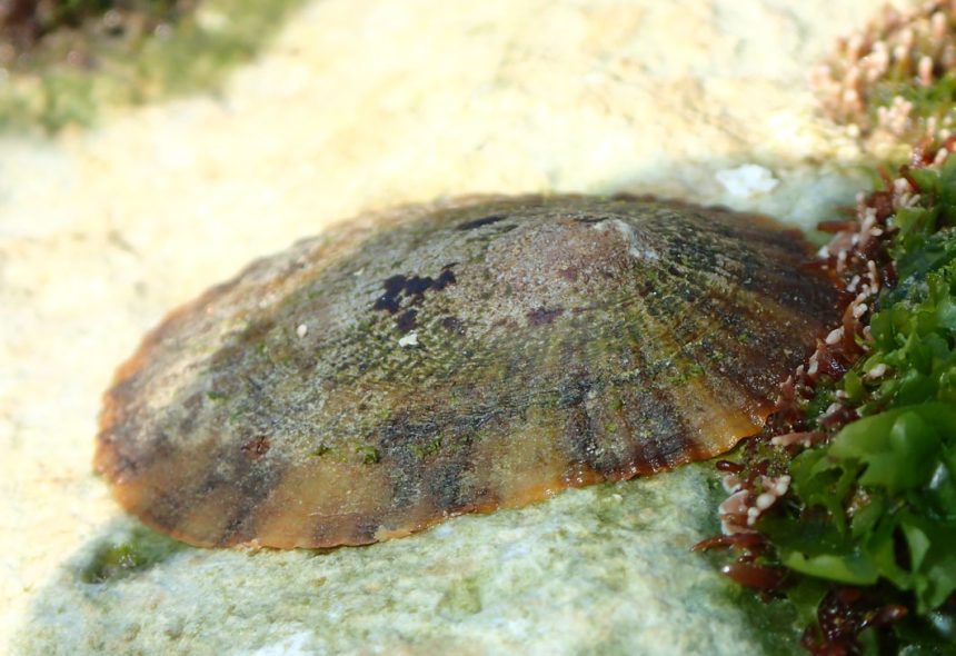 LifeWatch Alborán