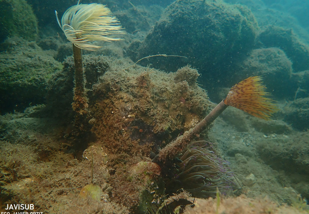LifeWatch Alborán