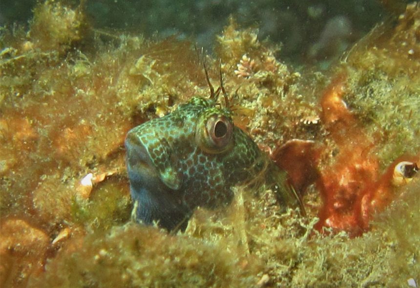 LifeWatch Alborán