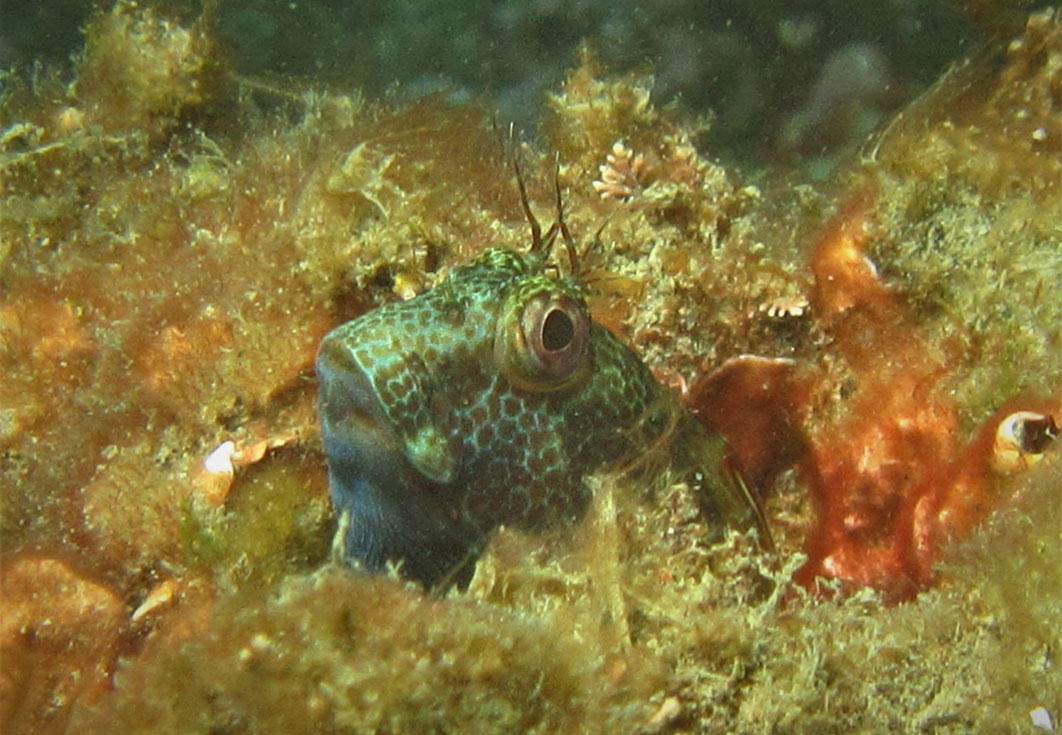 LifeWatch Alborán