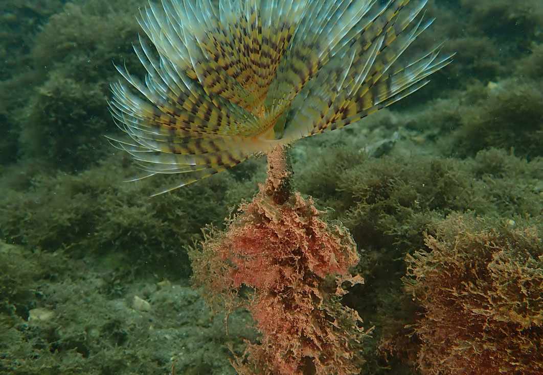 LifeWatch Alborán